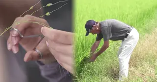 চালের ঘাটতি থাকায় বাজারে তাপ-প্রতিরোধী চাল আনছে জাপান